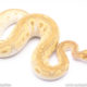 Butter clown ball python for sale