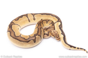 Clown ball python for sale