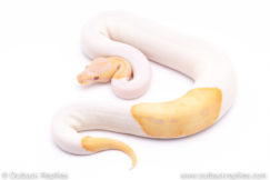candino pied ball python for sale