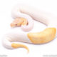 candino pied ball python for sale