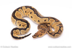 Clown ball python for sale