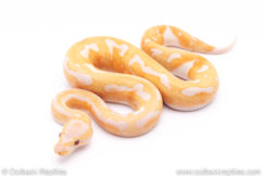 Dreamsicle ball python for sale
