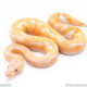 Dreamsicle ball python for sale