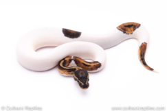 Leopard pied ball python for sale