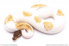Mojave enchi pied ball python for sale