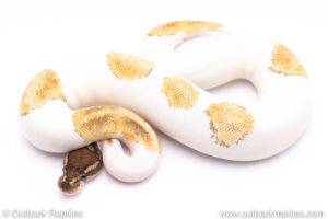 Mojave enchi pied ball python for sale