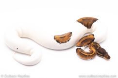 Pied ball python for sale