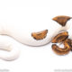 Pied ball python for sale