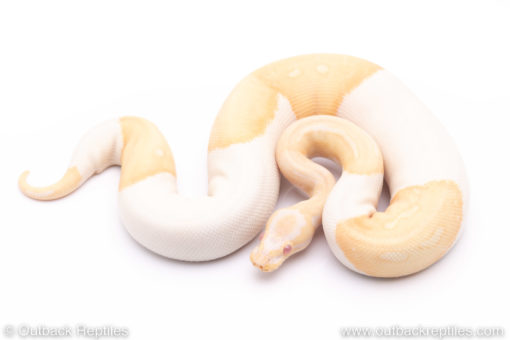 Albino pied ball python for sale