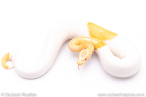 ALbino pied ball python for sale