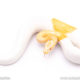 ALbino pied ball python for sale