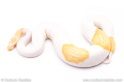 Albino pied ball python for sale