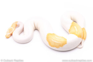 Albino pied ball python for sale