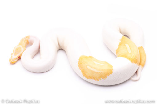Albino pied ball python for sale