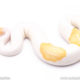 Albino pied ball python for sale