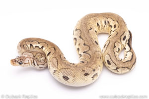 pewter clown ball python for sale