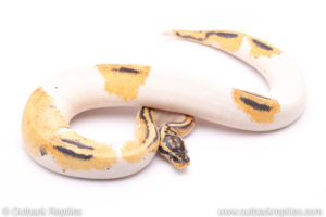 Pastel Yellowbelly Pied ball python for sale