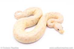 pastel banana clown ball python for sale