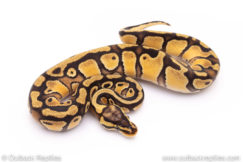 Pastel Enchi het CLown ball python for sale