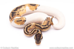 Pastel pied ball python for sale