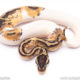 Pastel pied ball python for sale