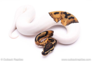 ball python for sale