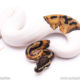 ball python for sale