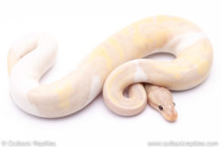super banana pied ball python for sale