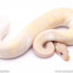 super banana pied ball python for sale