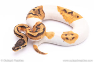 super enchi pied ball python for sale