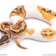 super enchi pied ball python for sale