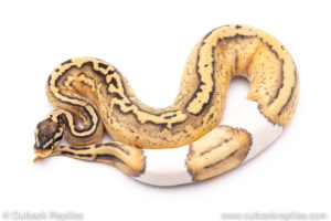 Super pastel pied ball python for sale