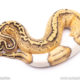Super pastel pied ball python for sale