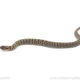 Arctic Sable Western Hognose Snake for sale