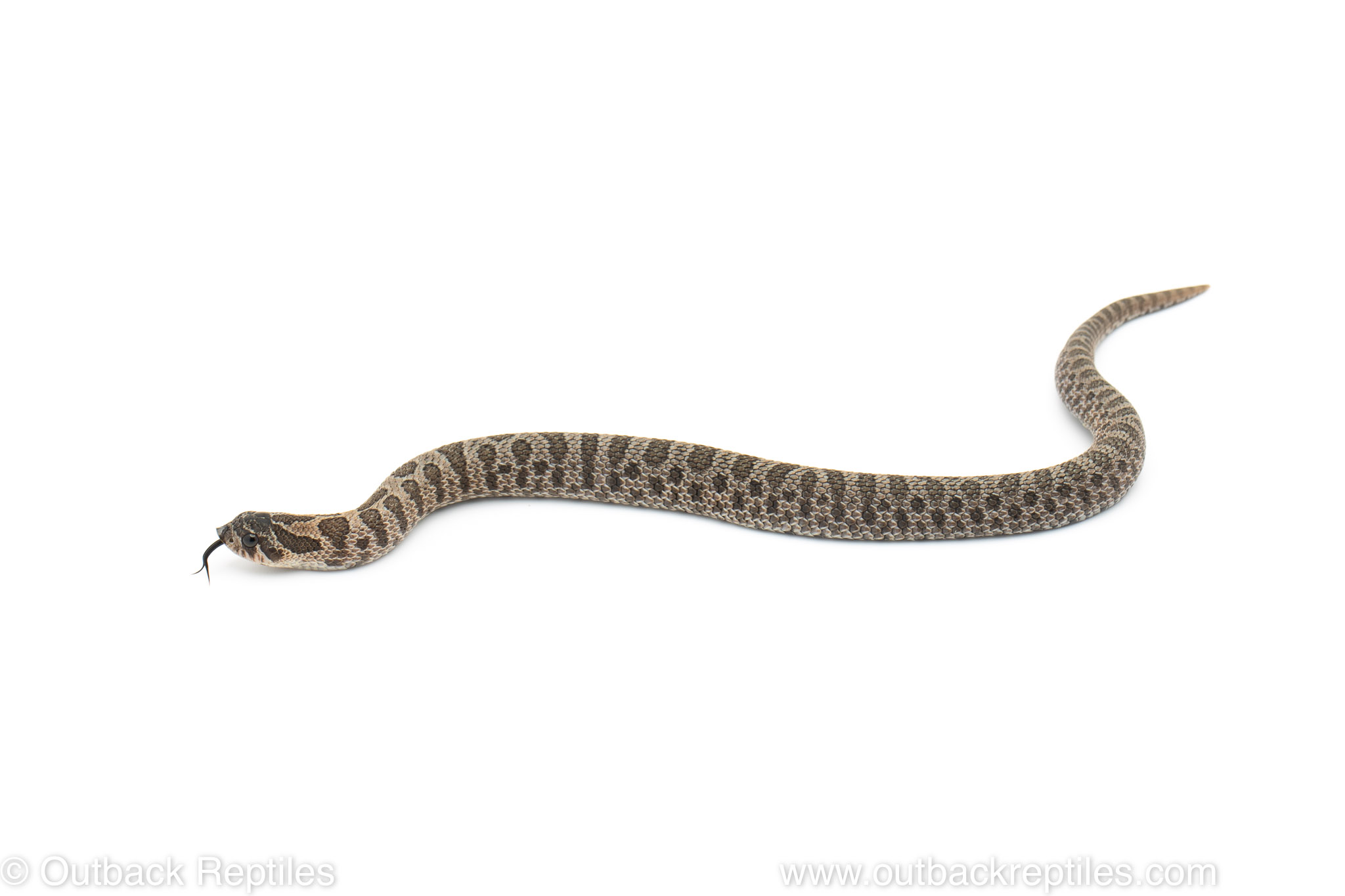 Baby hognose snake plays dead so well, baby