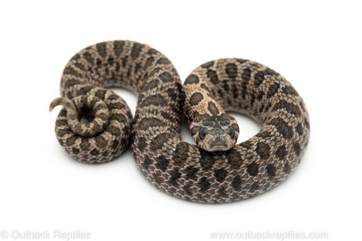 Arctic Sable Western Hognose Snake for sale