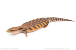 Northern Blue Tongue skink for sale
