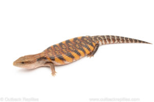 Northern Blue Tongue skink for sale