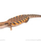 Northern Blue Tongue skink for sale