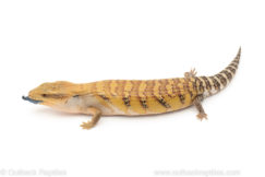 Northern Blue Tongue skink for sale