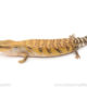 Northern Blue Tongue skink for sale