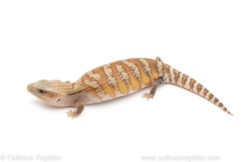 Northern Blue Tongue skink for sale