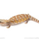 Northern Blue Tongue skink for sale