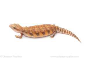 Northern Blue Tongue skink for sale