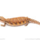 Northern Blue Tongue skink for sale