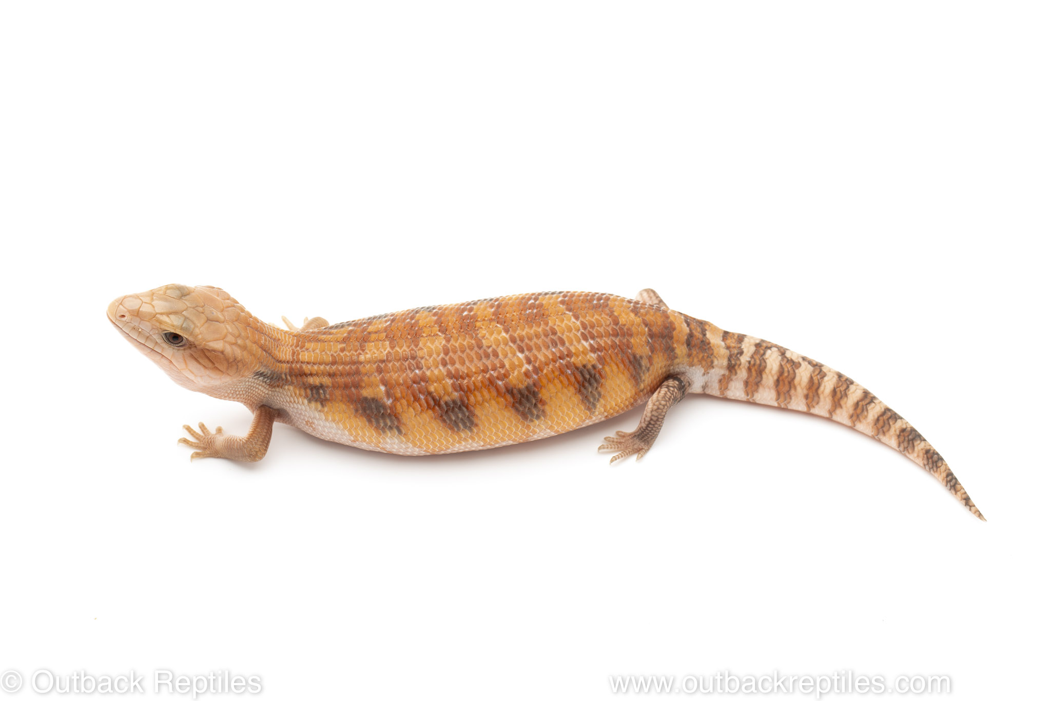 Blue tongue 4 Outback Reptiles
