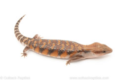 Northern Blue Tongue skink for sale