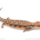 Northern Blue Tongue skink for sale