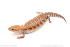 Northern Blue Tongue skink for sale