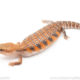 Northern Blue Tongue skink for sale